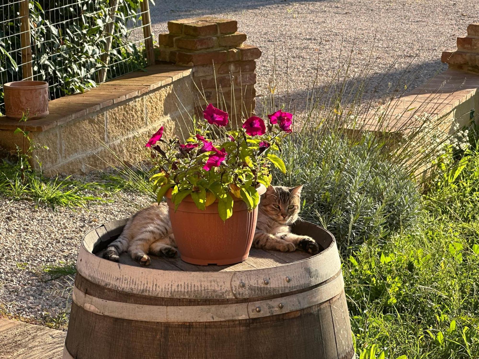 Fornace Del Conte Apartment Abbadia di Montepulciano Bagian luar foto